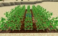 Potato farm (Image via Minecraft)